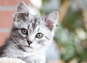 Microchip Blog 3